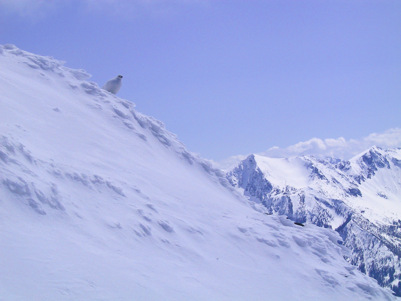 White-Tailed Ptarmigan